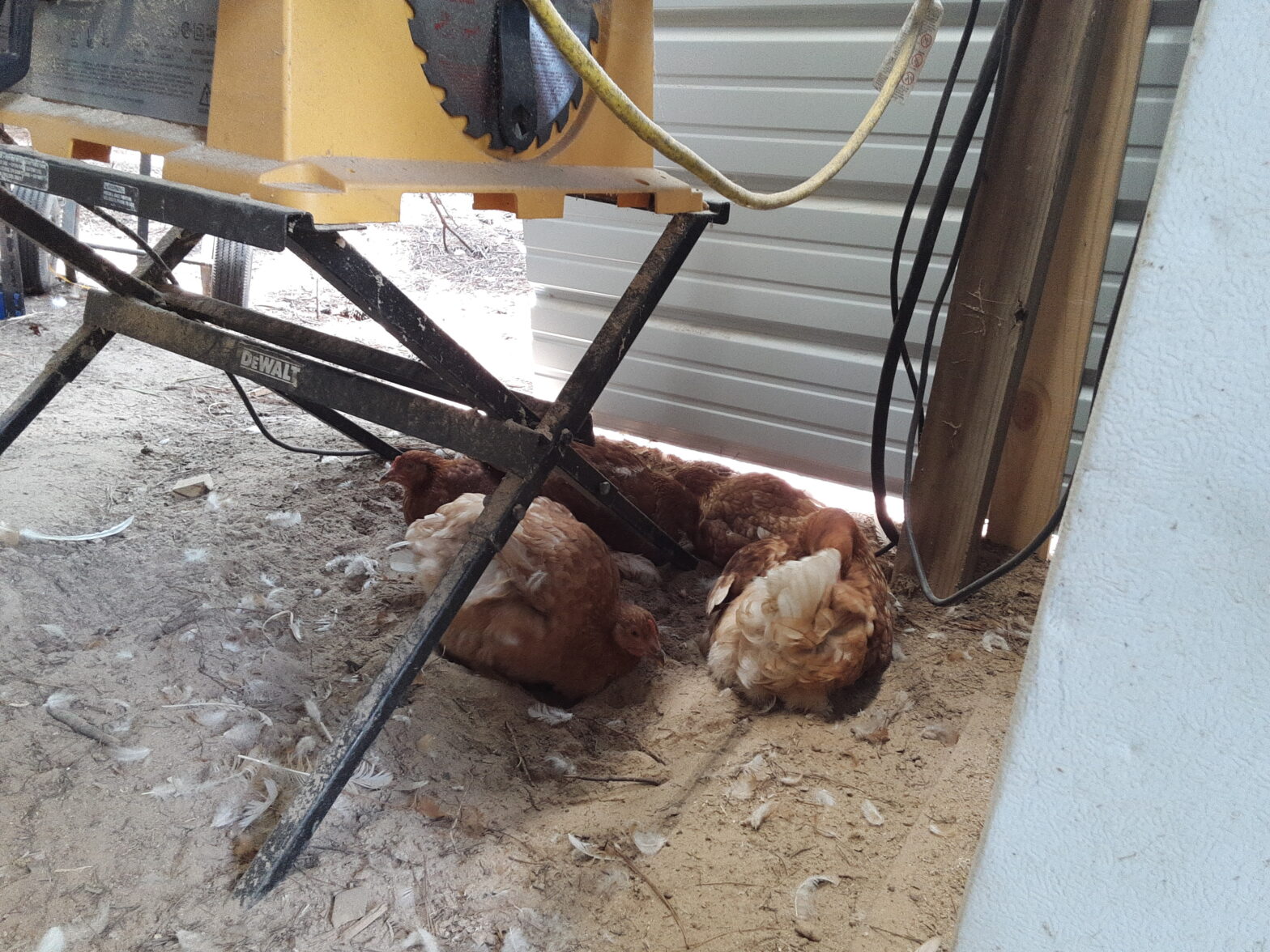 Chickens and their Dust Bath